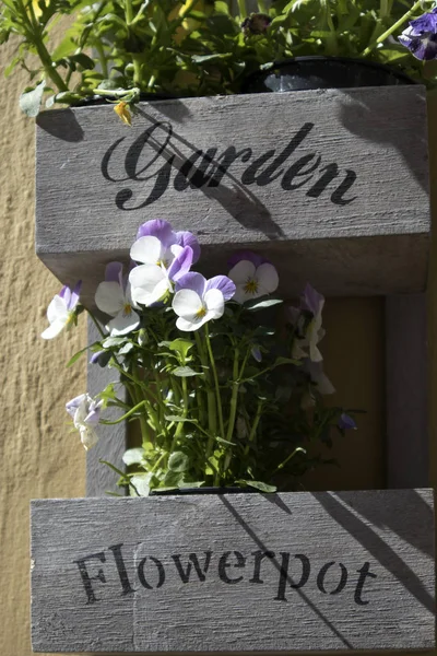 Violetas brancas e azuis em pequenos baldes decorar a parede do restaurante — Fotografia de Stock