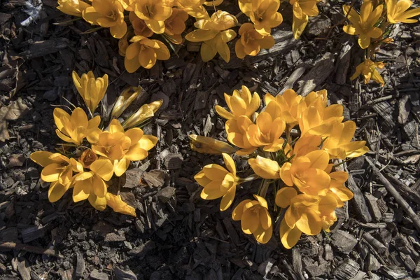 Beautiful yellow crocus flowers on the glade — Stock Photo, Image