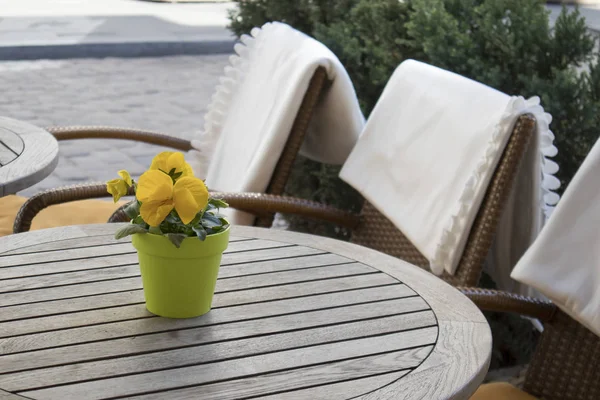 Viole gialle in una pentola di plastica su un tavolo in un caffè e sedie di vimini con plaid bianchi — Foto Stock