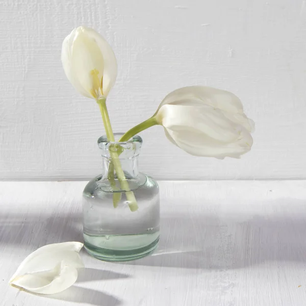 Dos Tulipanes Florecientes Blancos Una Botella Vidrio Sobre Fondo Blanco —  Fotos de Stock