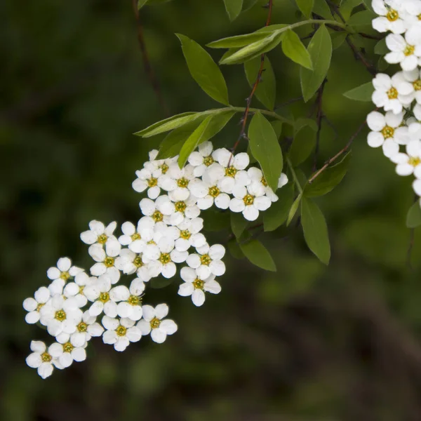 Blooming White Spirea Botanical Garden Spring — Stock Photo, Image