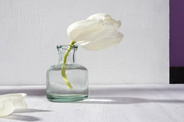Dos Tulipanes Florecientes Blancos Una Botella Vidrio Sobre Fondo Blanco — Foto de Stock