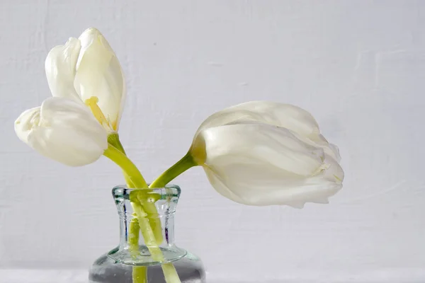 Två Vita Blommande Tulpaner Glasflaska Vit Bakgrund — Stockfoto