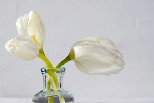 Dos Tulipanes Florecientes Blancos Una Botella Vidrio Sobre Fondo Blanco —  Fotos de Stock