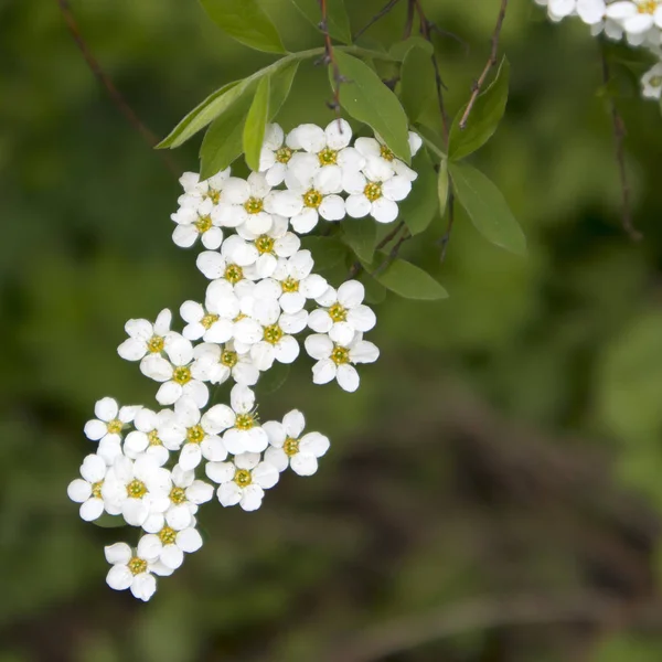 Blooming White Spirea Botanical Garden Spring — Stock Photo, Image