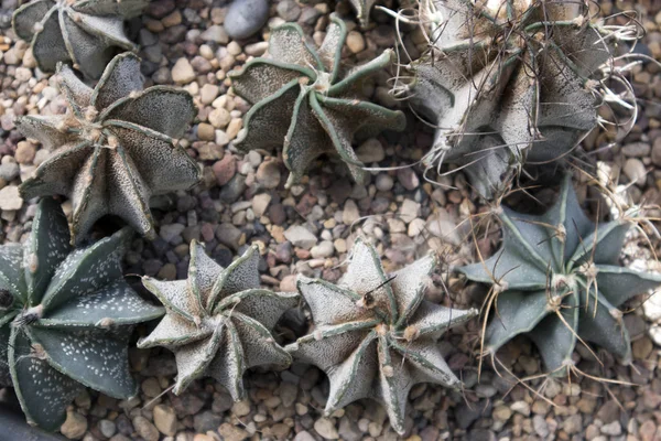 Astrophytum Myriostigma Szklarni Ogród Botaniczny — Zdjęcie stockowe
