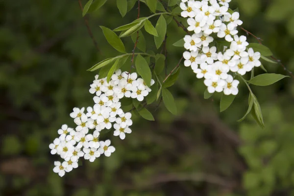 Het Blooming Witte Spirea Botanische Tuin Het Voorjaar — Stockfoto