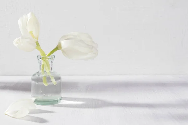 Twee Witte Bloeiende Tulpen Een Glazen Fles Een Witte Achtergrond — Stockfoto