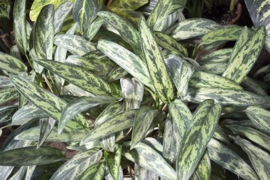 Bahçedeki Güzel Aglaonema. Seçici odaklama.