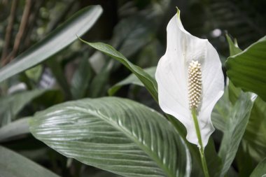 Bahçedeki Güzel Aglaonema. Seçici odaklama.