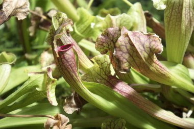 Nepenthes, Bir Tuzak tuzakları, botanik bahçesinde sürahi bitki