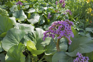 bahar bahçe Bergenia crassifolia. rassifolia çiçek bahar parkta. Bergenia mor çiçekler.