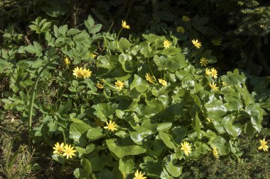 Botanik Bahçesi içinde tipik constantinopolitanus