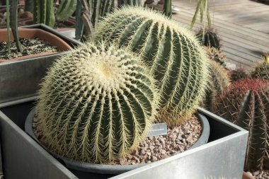 Kahverengi taş zemin üzerine kadar yakın Echinocactus grusonii