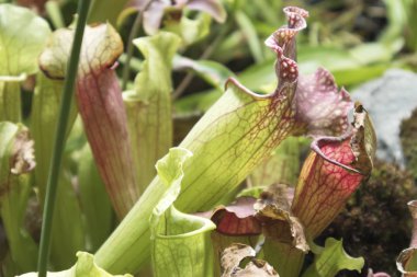 Nepenthes, Bir Tuzak tuzakları, botanik bahçesinde sürahi bitki