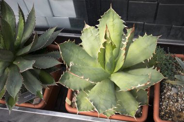 Yeşil pembe yaprakları - Etli bitki - Echeveria agavoides