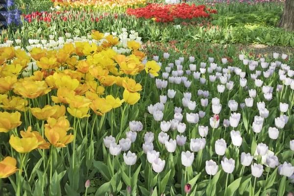 Cama de flores con tulipanes multicolores. Aptekarsky Ogorod (una rama del Jardín Botánico de la Universidad Estatal de Moscú), Moscú, Rusia —  Fotos de Stock