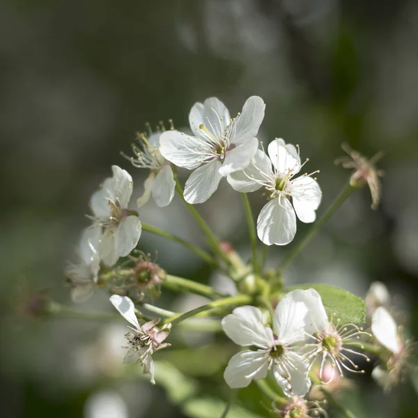 The Blooming cherry in the garden in good weather in spring — Stock Photo, Image