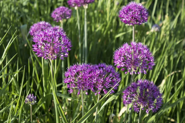 Purple allium flower in early spring with blurred background — Stock Photo, Image