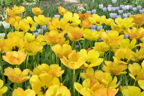 Cama de flores con tulipanes multicolores. Aptekarsky Ogorod (una rama del Jardín Botánico de la Universidad Estatal de Moscú), Moscú, Rusia —  Fotos de Stock