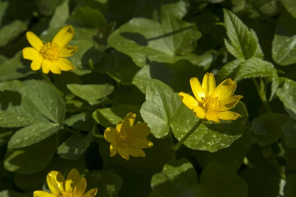 The Ranunculus constantinopolitanus in the botanical garden — Stock Photo, Image