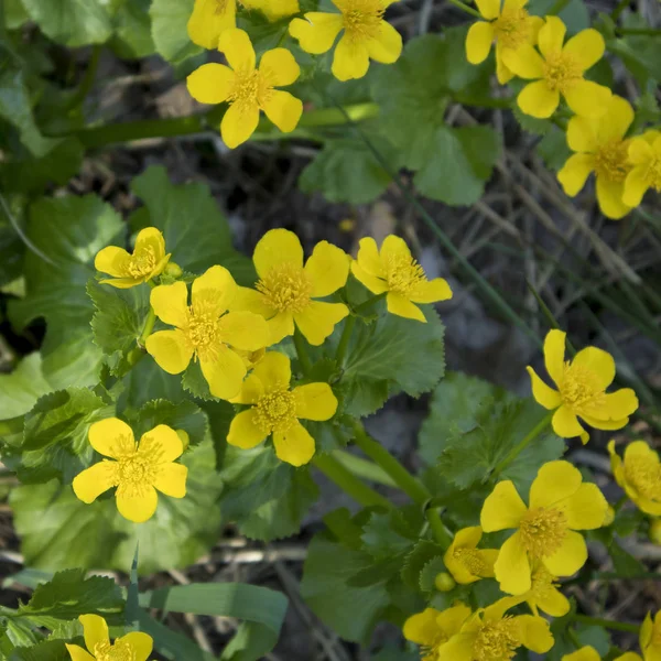 De Ranunculus constantinopolitanus in de botanische tuin — Stockfoto