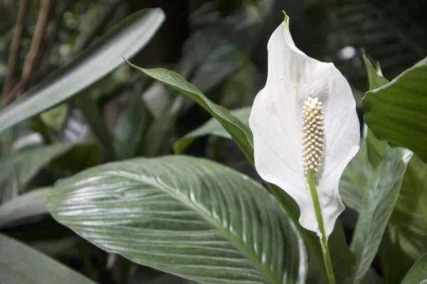 Bahçedeki Güzel Aglaonema. Seçici odaklama. — Stok fotoğraf