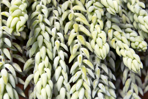 Sedum morganianum (eşek kuyruğu veya burro kuyruğu) - Crassulaceae familyasından çiçekli bir bitki türü — Stok fotoğraf