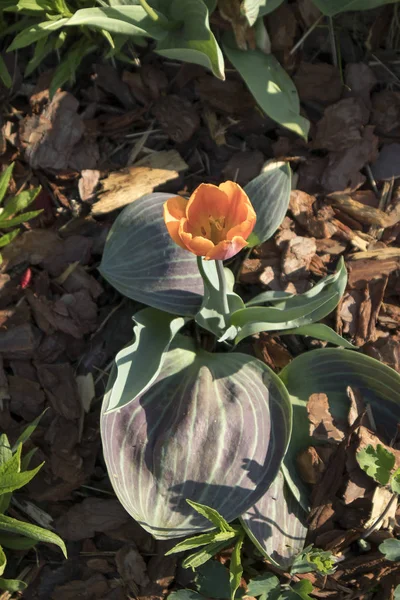 The Double Red Riding Hood orange tulip is in the park — Stock Photo, Image
