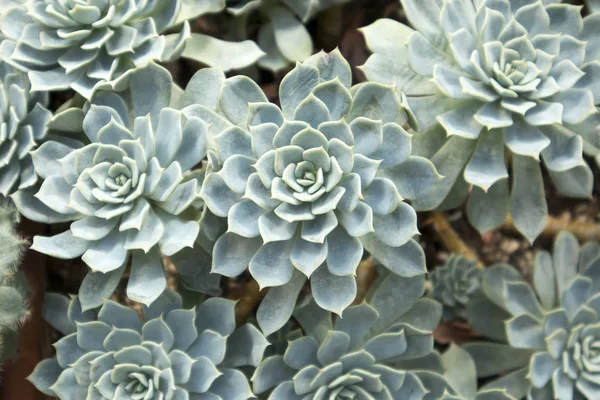 Gröna rosa löv-suckulent växt-Echeveria agavoides — Stockfoto