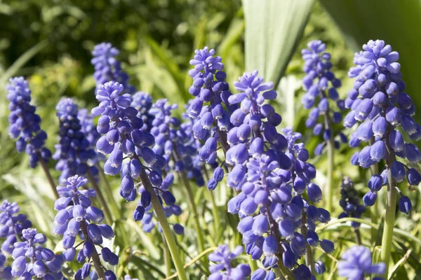 El muscari Brillante azul sobre el macizo de flores en el parque —  Fotos de Stock