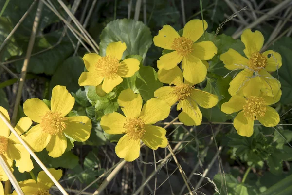 The Ranunculus constantinopolitanus in the botanical garden — Stock Photo, Image