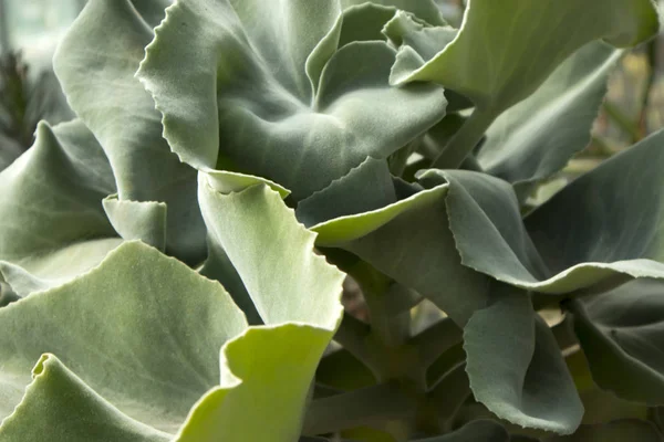 Świnie ucha, cotyledon orbiculata, jest soczyste rośliny rodzimych do RPA — Zdjęcie stockowe