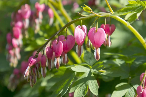 The beautiful unusual bright flowers Dicentra formosa — Stock Photo, Image