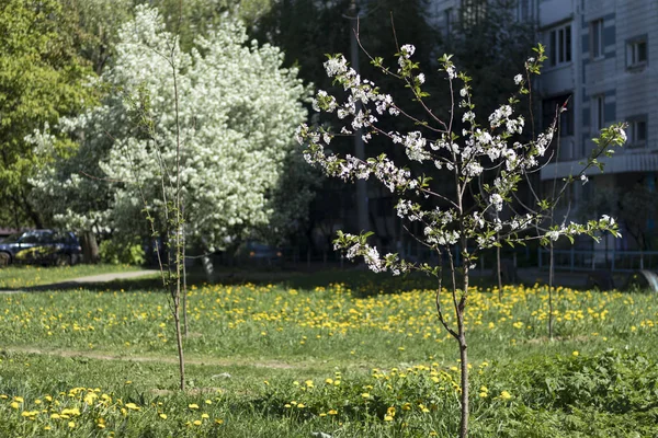 Blooming wiśni w dobrej pogody na wiosnę w ogrodzie — Zdjęcie stockowe