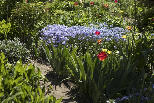 El Plumbago zeylanica y tulipán rojo en el jardín — Foto de Stock