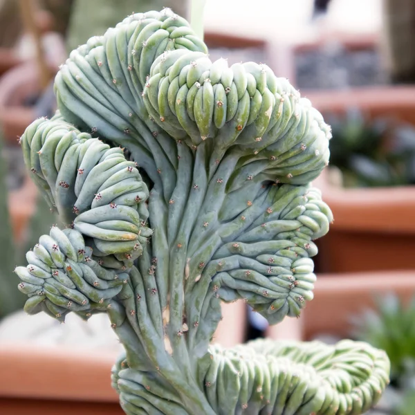 Myrtillocactus geometrizans forma cristata — Zdjęcie stockowe