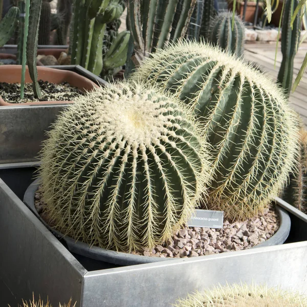 Close Up Echinocactus grusonii on brown stone background — Stock Photo, Image