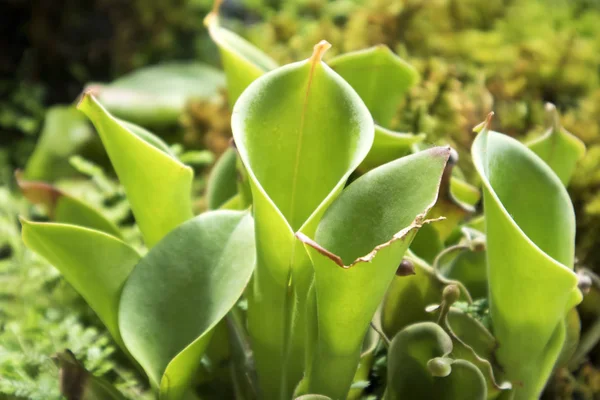 Nepenthes, pułapki pułapek, roślina dzbanka w ogrodzie botanicznym — Zdjęcie stockowe