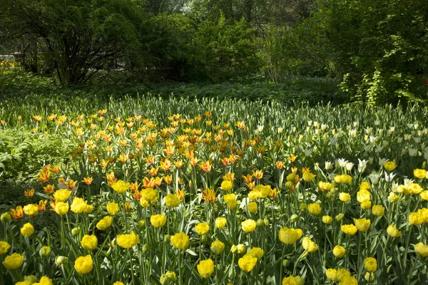 Cama de flores con tulipanes multicolores. Aptekarsky Ogorod (una rama del Jardín Botánico de la Universidad Estatal de Moscú), Moscú, Rusia —  Fotos de Stock