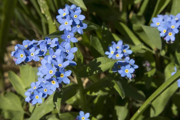 The Incredibly beautiful blue flowers of Brunnera macrophylla (the Siberian bugloss, great forget-me-not, largeleaf brunnera or heartleaf) are growing in the green grass field. — Stock Photo, Image