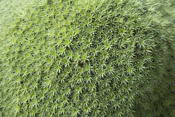 セダム・スパスリフォリウムのクローズアップ抽象的な花の緑の背景選択的な焦点の柔らかい焦点 — ストック写真