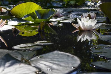  Botanik nde günbatımı vasıl belgili tanımlık backlight Nymphaea virginalis
