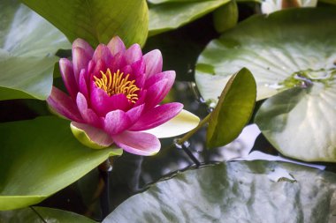 arka ışık botanik bahçesinde gün batımında pembe nymphaea virginalis