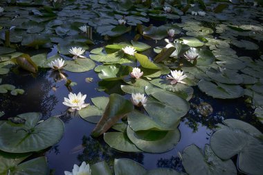arka ışık botanik bahçesinde gün batımında nymphaea virginalis