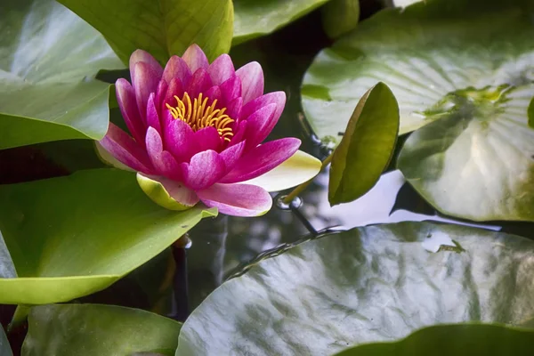 arka ışık botanik bahçesinde gün batımında pembe nymphaea virginalis