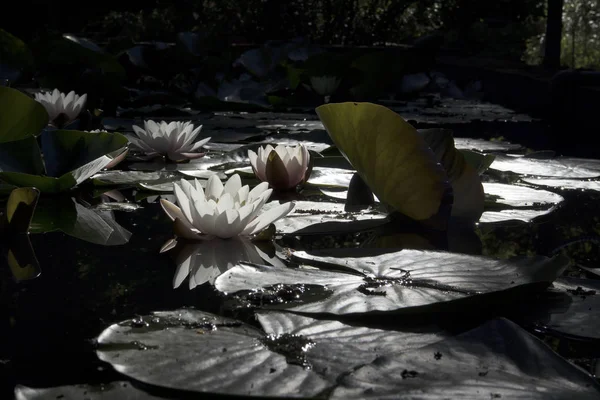 Nymphaea virginalis en la luz de fondo al atardecer en el botánico —  Fotos de Stock