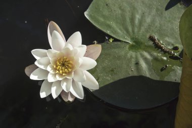arka ışık botanik bahçesinde gün batımında nymphaea virginalis