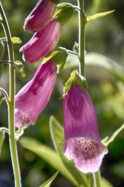 Çiçekli Digitalis purpurea veya bahçesinde ortak mor foxglove