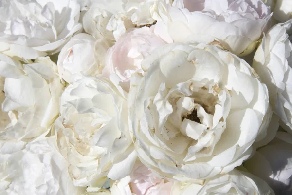 植物園のバラ園で白バラの茂み — ストック写真